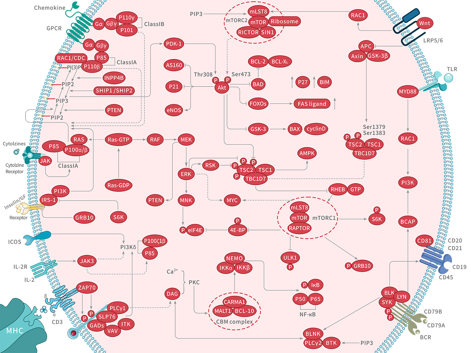 PI3K/Akt/mTOR信号通路 | TargetMol